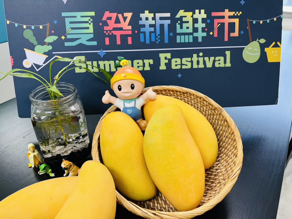 ▲高雄金煌芒果首航新加坡，黃金果王甜蜜征服國際味蕾。